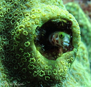 Secretary blenny (Acanthemblemaria maria); by Brad Ryon 